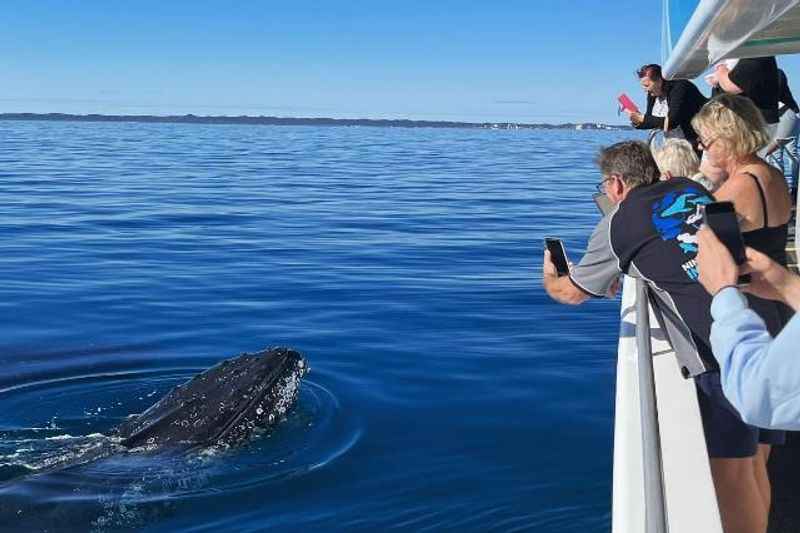 Whale Watch in Hervey Bay