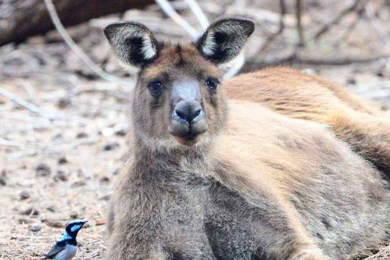 Kangaroo Island