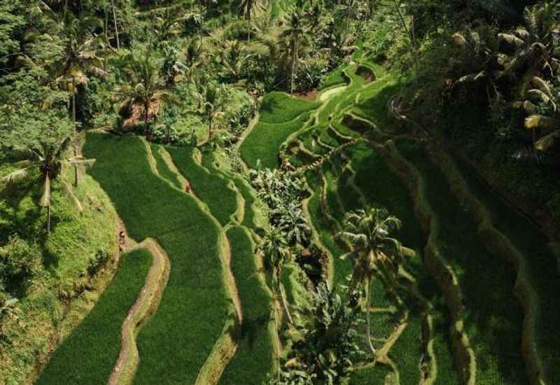 Tegalalang Rice Terrace