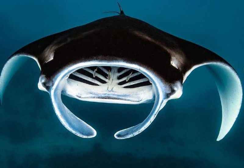  Manta Rays