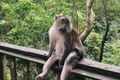 Ubud Monkey Forest