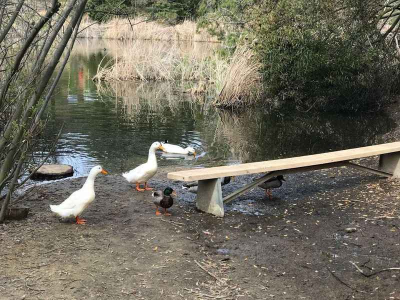 two ducks are standing on a bench by the water
