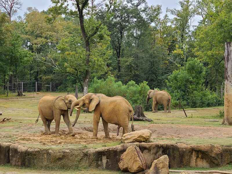 a group of elephants