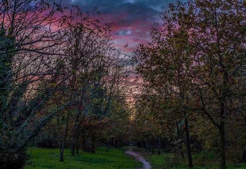 Bois de Thouars