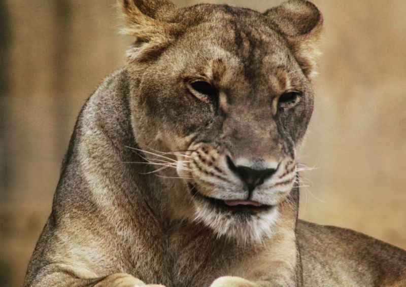 Lioness in Promised Land Zoo