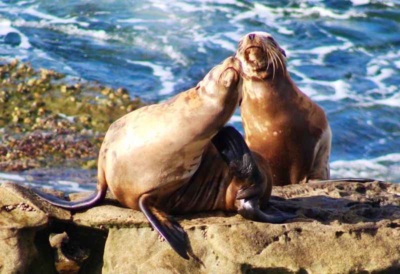 Sea Lions at La Jolla Cove