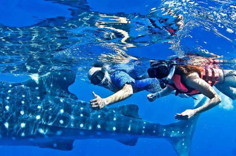 Snorkeling Tour with Whale Sharks