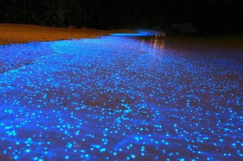 Bioluminescent Waters