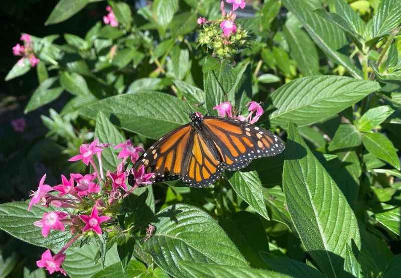 Tom Allen Memorial Butterfly Garden in Cape Coral