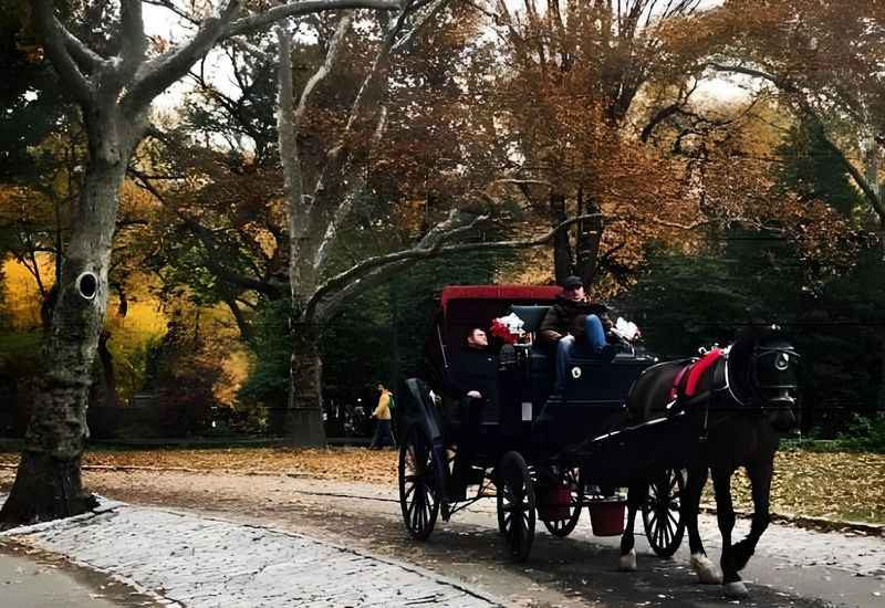 Central Park Horse Drawn Carriages