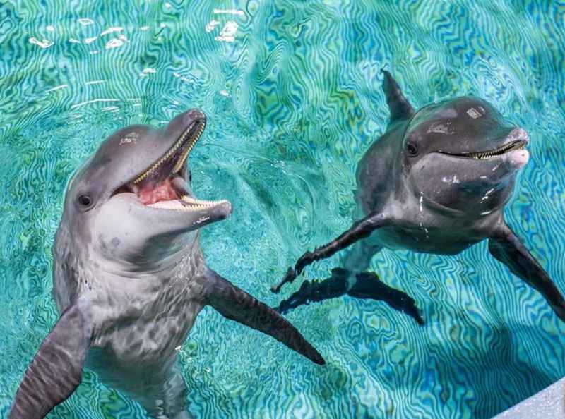 Clearwater Marine Aquarium