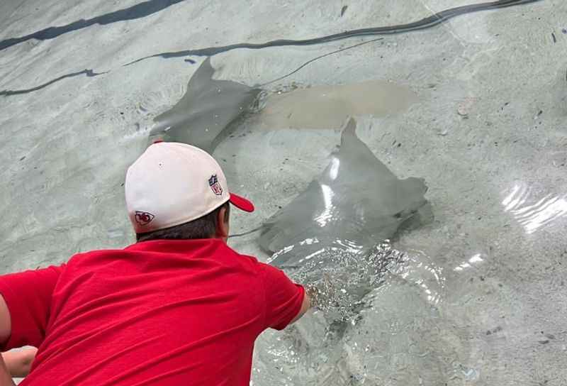  Pat a Stingray at The Florida Aquarium