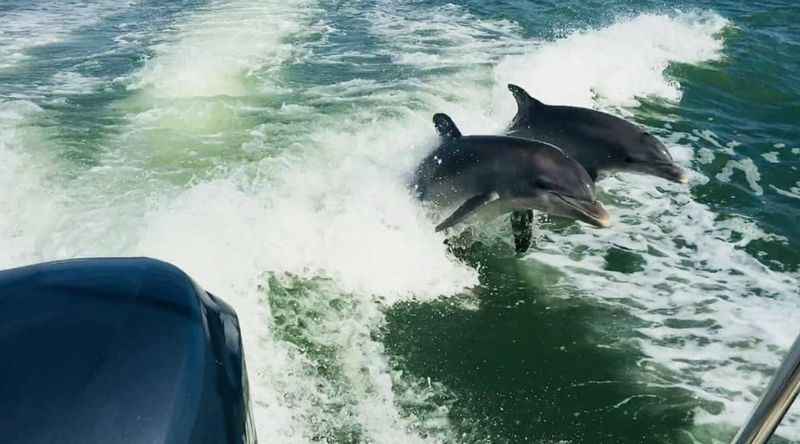 Dolphin Watching on Clearwater Beach