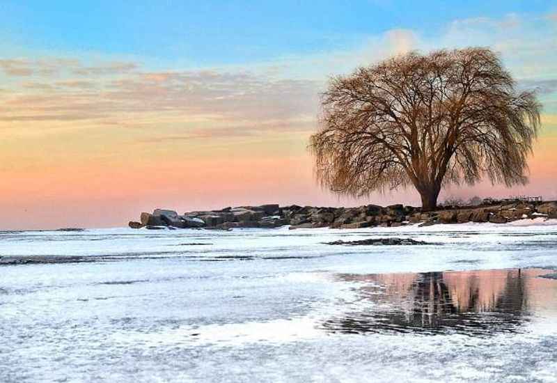 a lone tree on the frozen lake