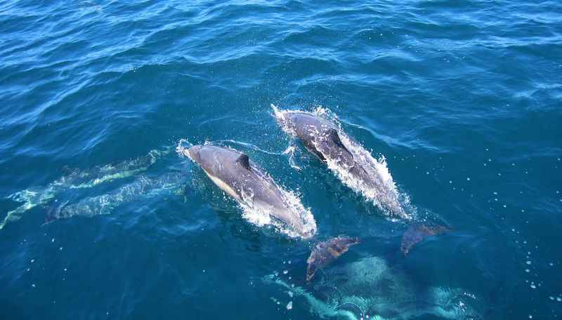 Dolphins