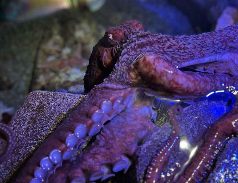 a close up of a octopus with its tentacles exposed