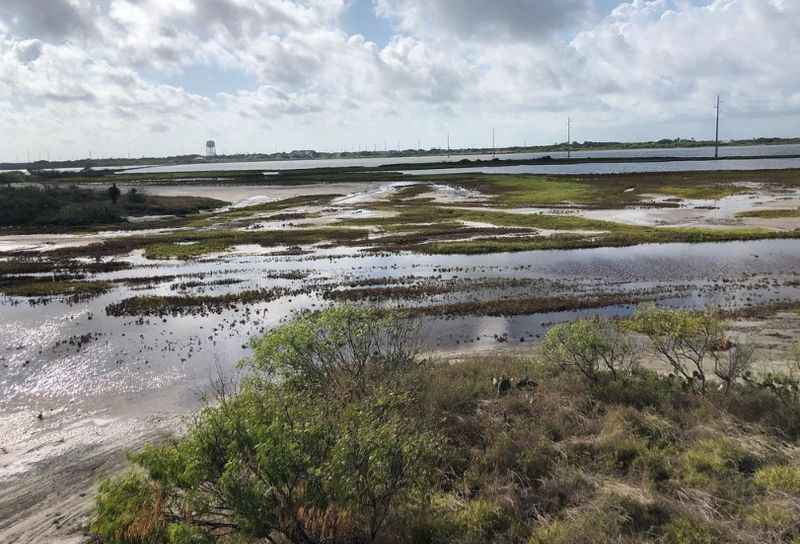 green plants arose on the stagnant water