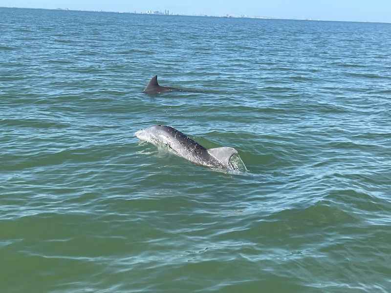 dolphins swimming in the water