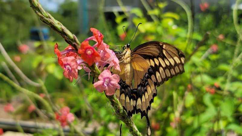 butterfly sitting on a flower in a garden