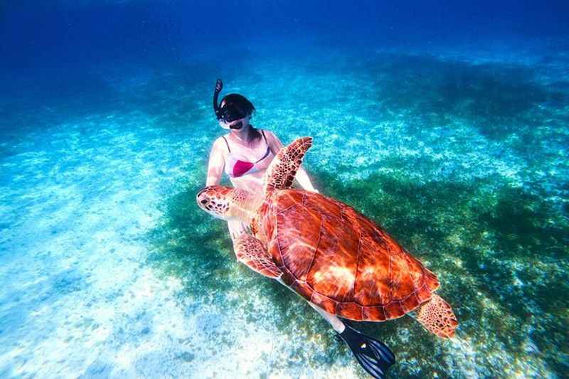 Cozumel Marine Turtle Sanctuary