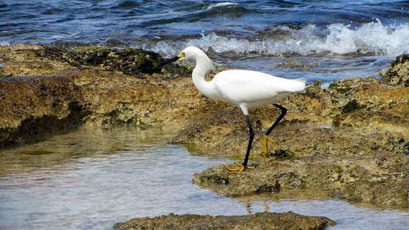 bird-watching tour