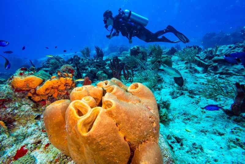 Scuba Life Cozumel