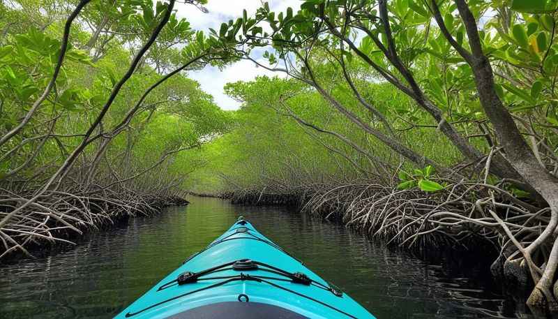 mangroves kayak tour