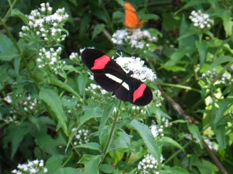 Patas & Alas Butterfly Sanctuary