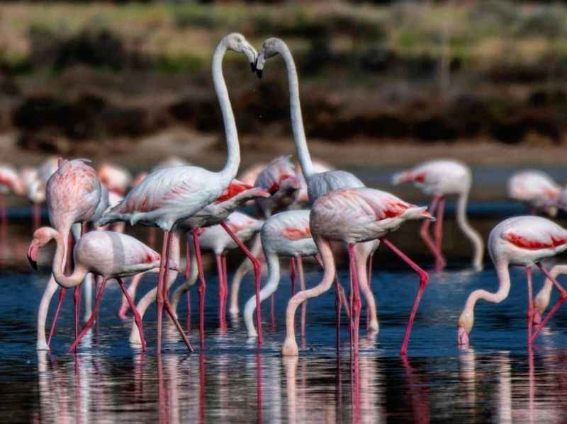 Flamingoes at Larnaca Salt Lake