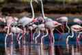 Flamingoes at Larnaca Salt Lake