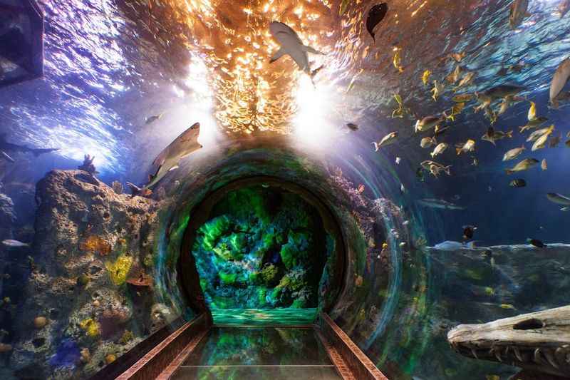 a tunnel in the aquarium