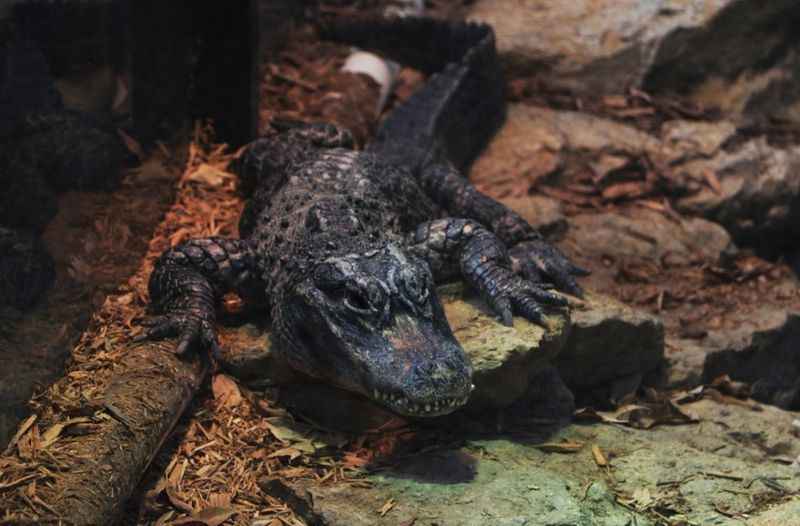 a small alligator sitting on top of a rock