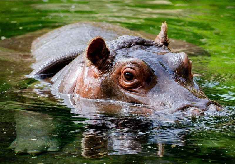 Dallas Zoo