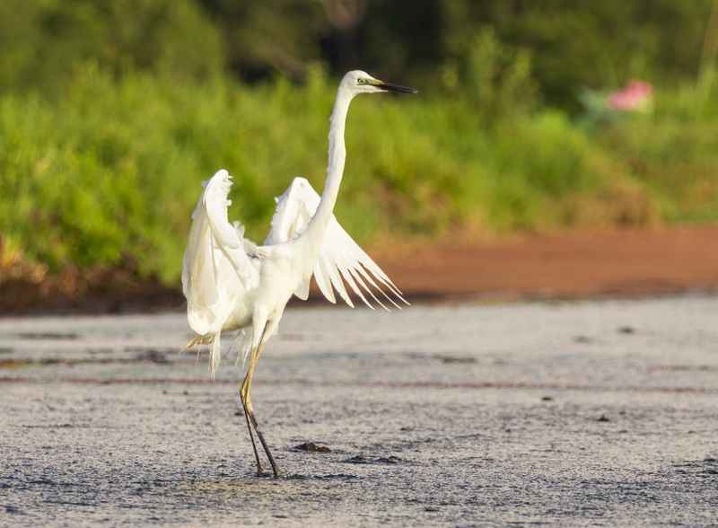 Migratory Bird in Fogg Dam Conservation Reserve