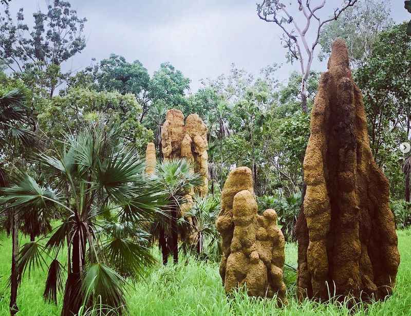 Magnetic Termite Mounds in Litchfield National Park