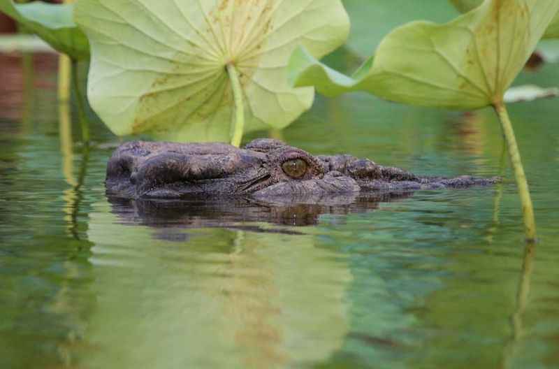  Crocodile in Mary River Wetlands