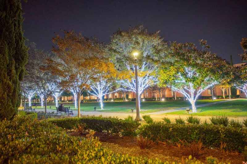 a park with trees and lights at night