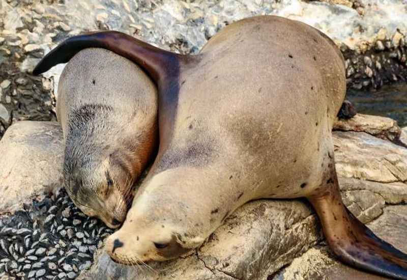 Okaloosa Island's Sea Lion Show