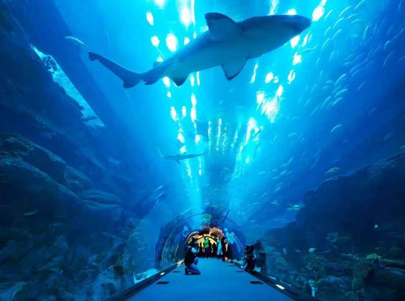 Dubai Aquarium & Underwater Zoo