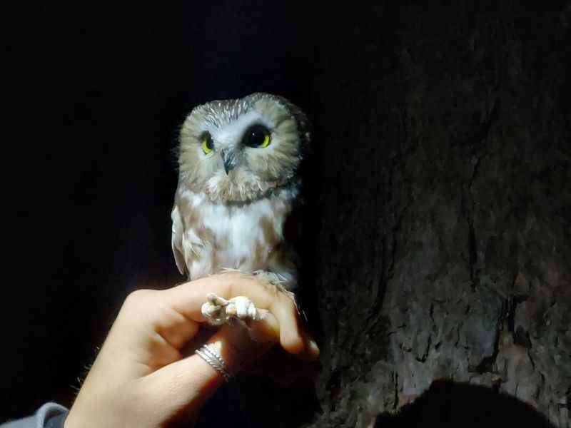 owl on the hand of a woman in the cave