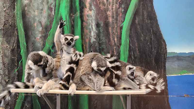 a group of lemurs sitting on a ledge