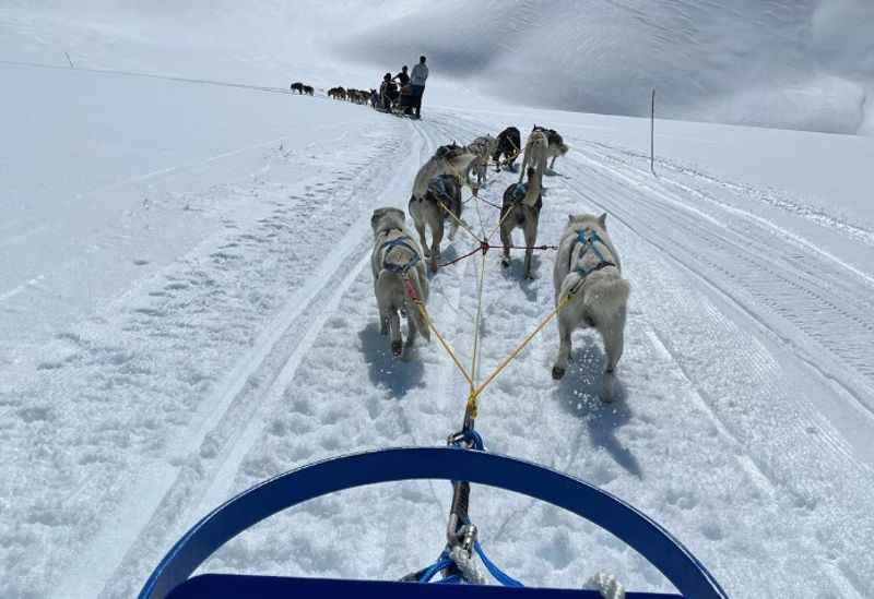  Alaska Sled Dogs