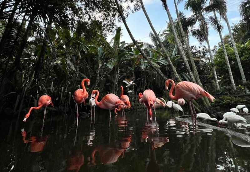 Flamingo Gardens