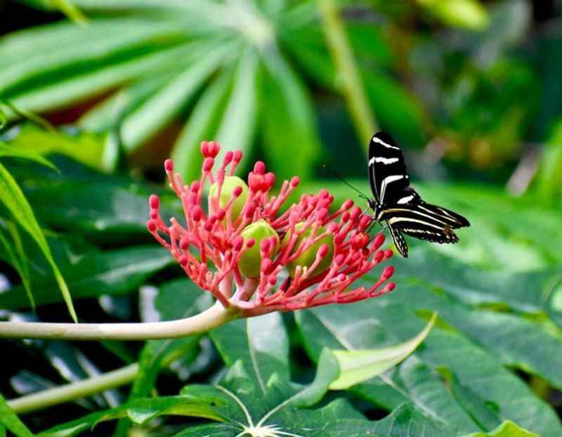 Butterfly World