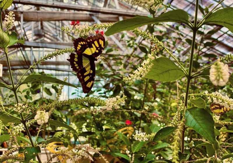 Florida Native Butterfly Society