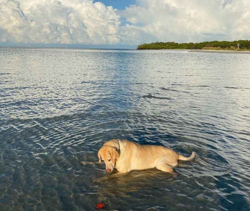 Dog Beach