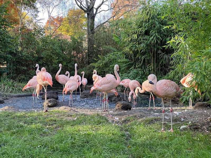 Frankfurt Zoo