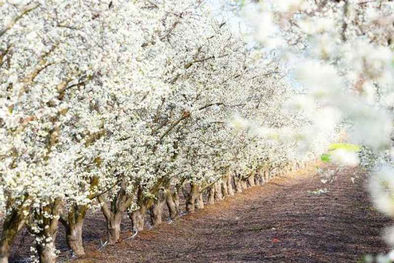 Blossom Trail