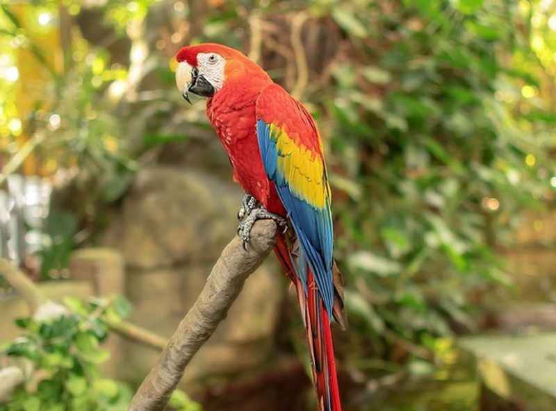 Rainforest Pyramid at Moody Gardens