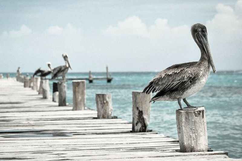 Alabama Coastal Birding Trail